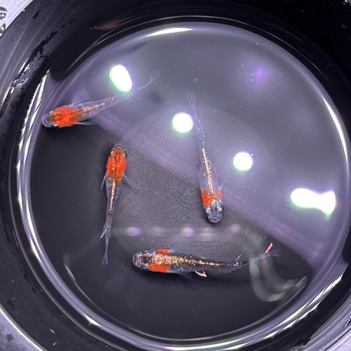 [일본수입]  오로라 키라메키 체외광타입 메다카 수입개체 한쌍